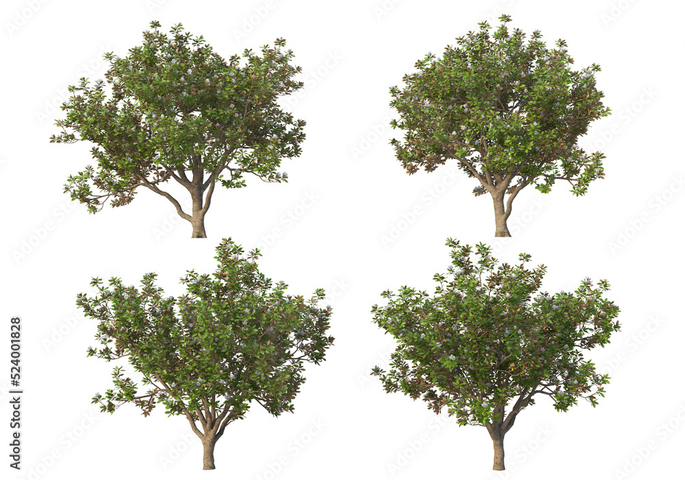The tree has flowers on a transparent background
The tree has flowers on a transparent background