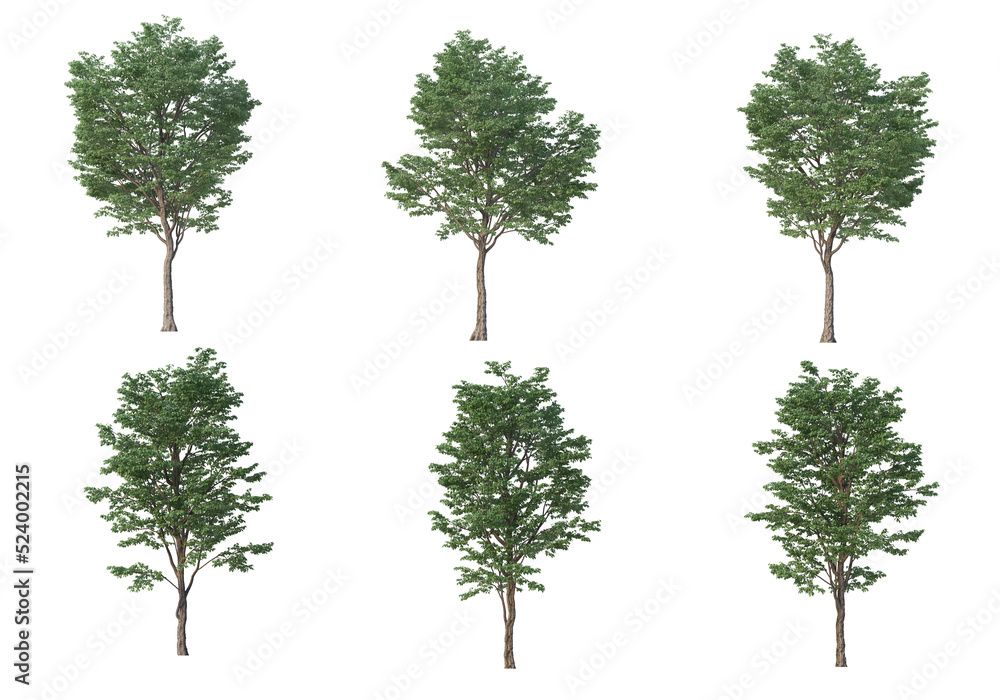 Obraz premium Tree on a transparent background 