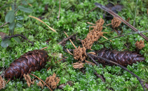 strange edible mushrooms, ramaria vulgaris, on green moss