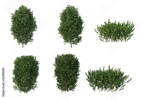 Shrubs and flower on a transparent background 