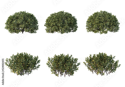 Shrubs and flower on a transparent background 