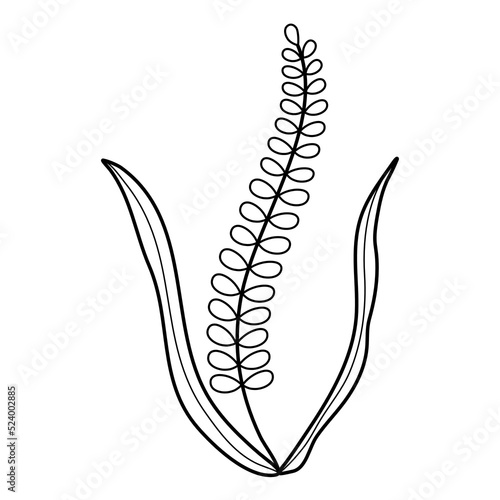 handdrawn doodle leaves png.