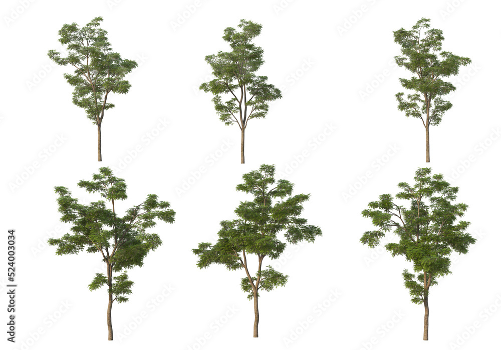 Tree on a transparent background
Tree on a transparent background