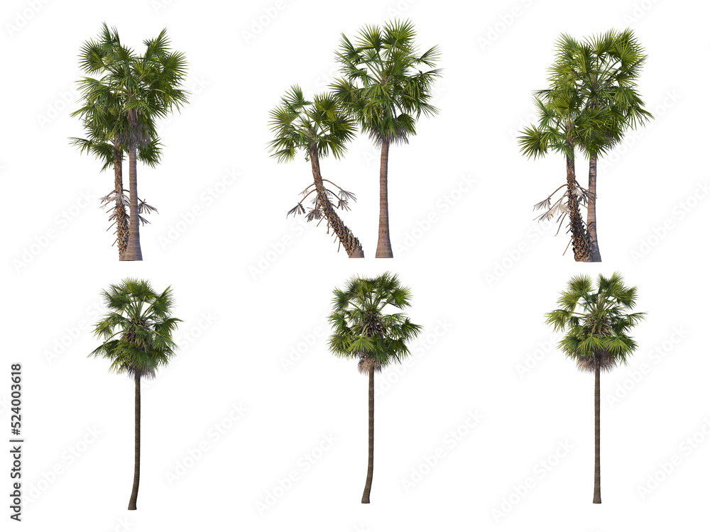Palm trees on a transparent background
