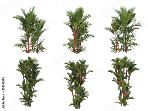 Palm trees on a transparent background 