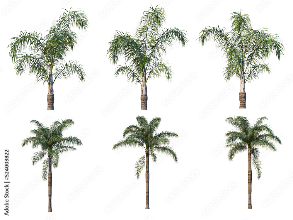 Obraz premium Palm trees on a transparent background