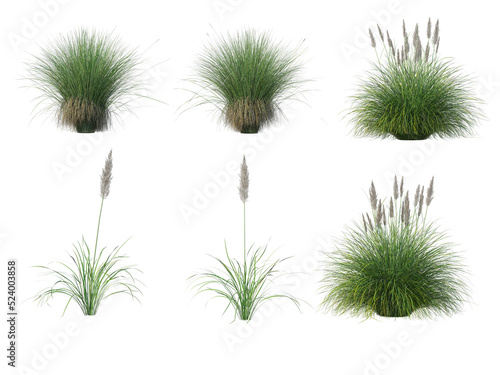 Grass on a transparent background  © jomphon