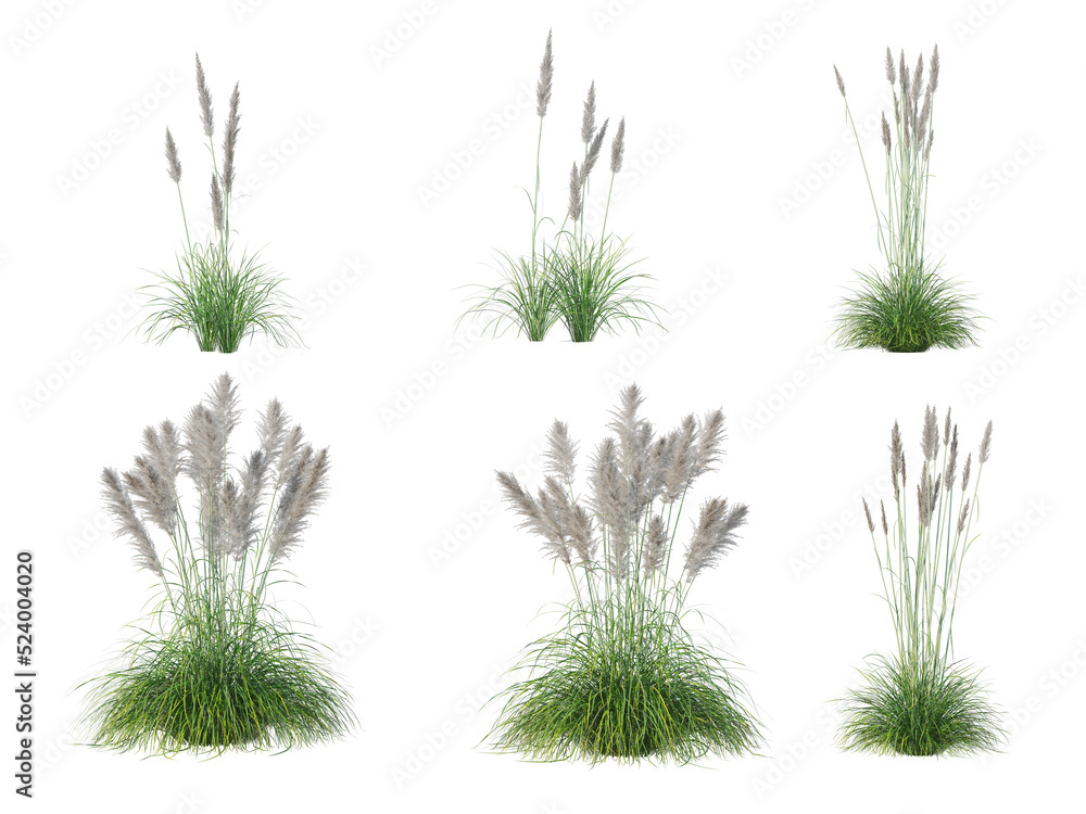 Grass on a transparent background
Grass on a transparent background
