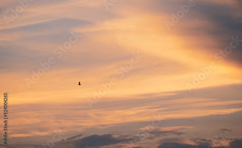 Beautiful sunset landscape with the silhouette of a bird in flight against an orange sky.