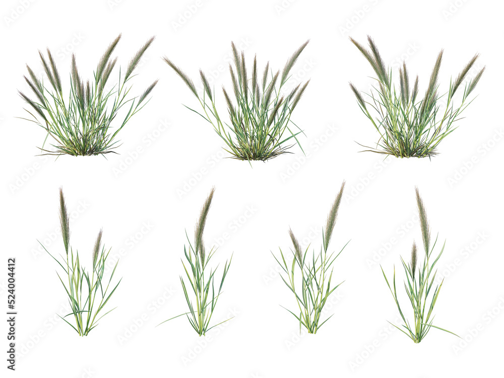 Fototapeta premium Grass on a transparent background 