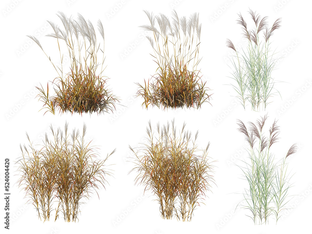 Grass on a transparent background
Grass on a transparent background
