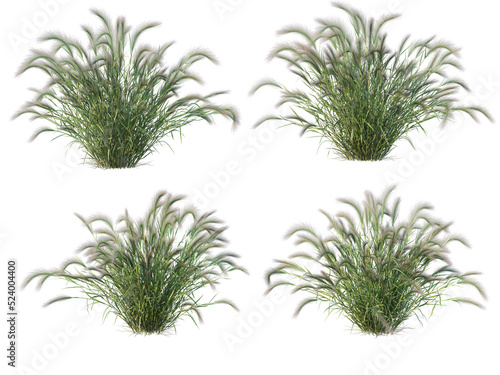 Grass on a transparent background 