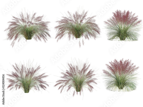 Grass on a transparent background  © jomphon