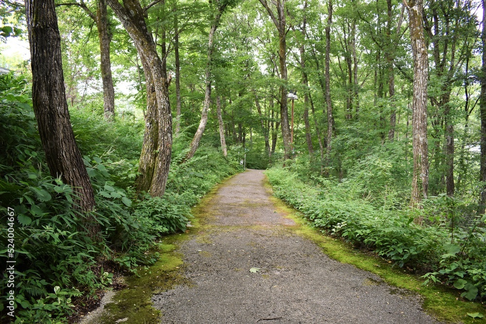 Fototapeta premium たじま高原植物園、兵庫県、兵庫県観光百選、国定公園、草花、湿地
