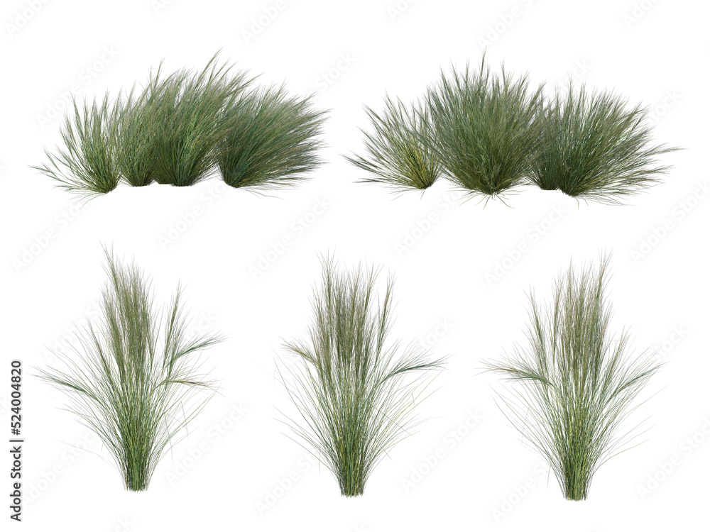 Grass on a transparent background
Grass on a transparent background