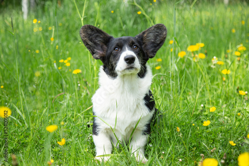 young black and white welsh corgi cardigan puppy dog on the grass in park. dog walking outdoor.