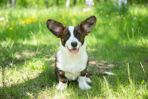 young ginger welsh corgi cardigan puppy dog on the grass in park. dog walking outdoor.