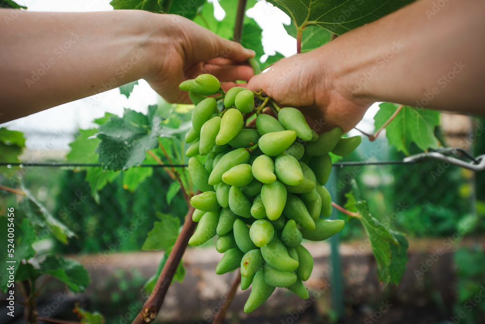 farmer is picking green grapes in a vineyard farmer is picking green grapes in a vineyard