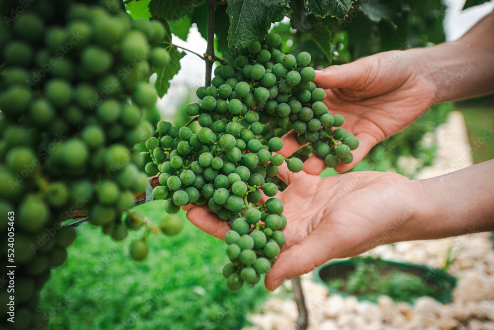 Obraz premium the vine grower holds unripe grapes in his hands