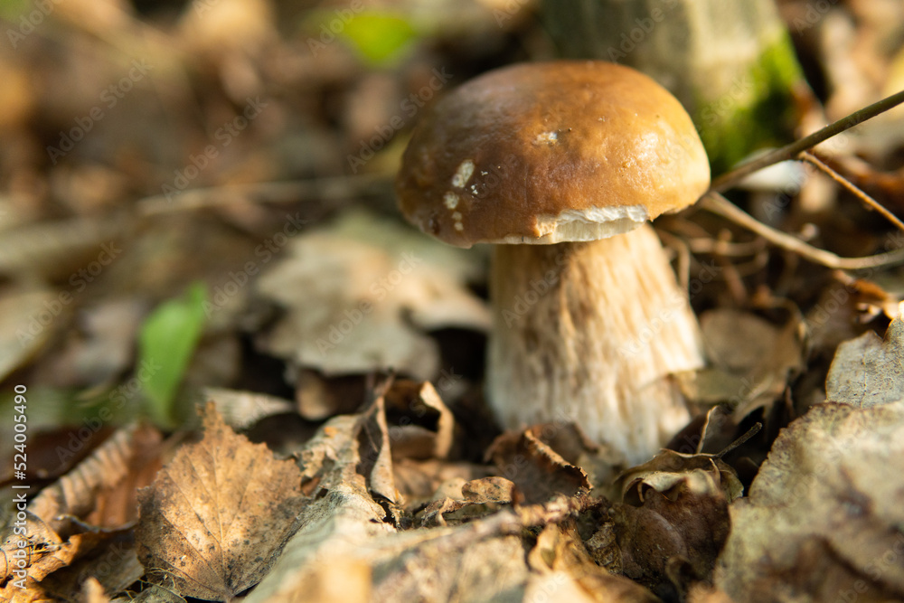 Boletus pinophilus commonly known as the pine bolete or pinewood king bolete growing in the forest. Boletus pinophilus commonly known as the pine bolete or pinewood king bolete growing in the forest.