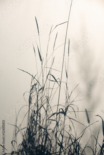 grass silhouette behind white transparent paper  shadows from plants. Beautiful art background of plant leaves.