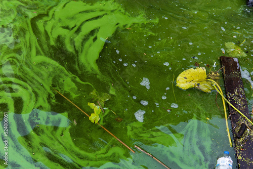 фотографія Water pollution by blooming blue-green algae - Cyanobacteria is world environmental problem