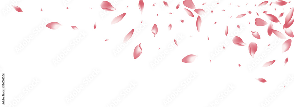 Color Lotus Petal Vector White Background. Pink