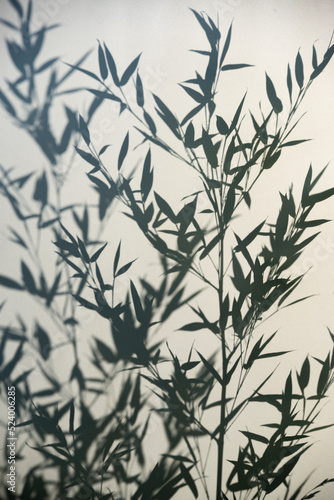 Fototapeta Naklejka Na Ścianę i Meble -  Bamboo silhouette behind white transparent paper, shadows from plants. Beautiful art background of plant leaves.
