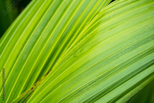 green palm Leaf Texture Background.