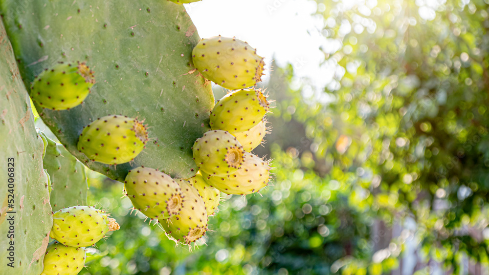 Prickly pear cactus close up with fruit in yellow color, close up Prickly pear cactus close up with fruit in yellow color, close up