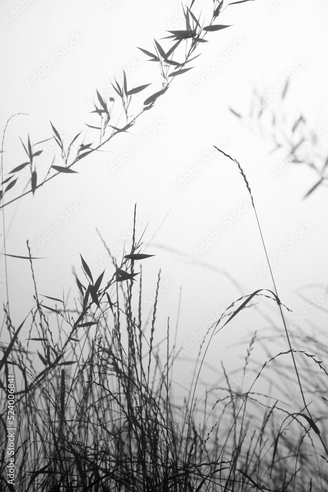 Bamboo silhouette behind white transparent paper, shadows from plants. Beautiful art background of plant leaves. Bamboo silhouette behind white transparent paper, shadows from plants. Beautiful art background of plant leaves.