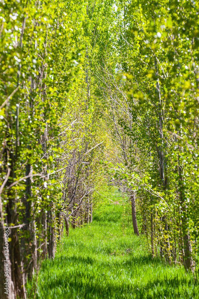 Alley of young poplars among the green grass in the park of Almaty