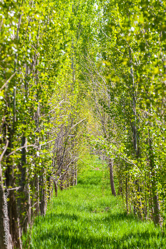 Obraz na płótnie Alley of young poplars among the green grass in the park of Almaty w salonie