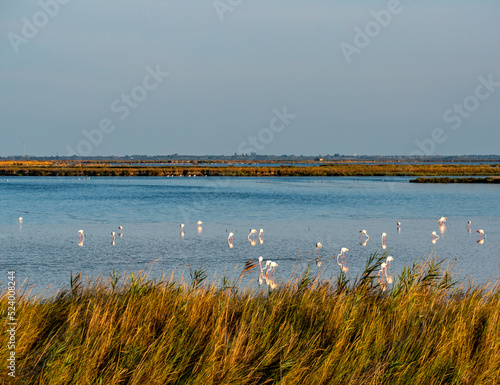 Quadro su tela Wild lebende Flamingos in der Lagune von Comacchio in Italien