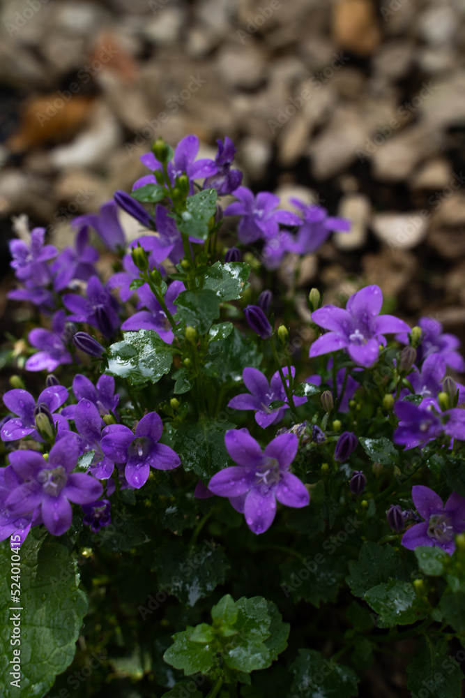violet flower violet flower