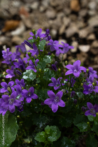 violet flower 