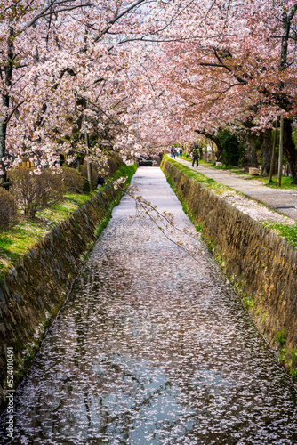 Cherry blossom petals floating on the water of the canal along the Philosopher   s Path in Sakyo  Kyoto.
