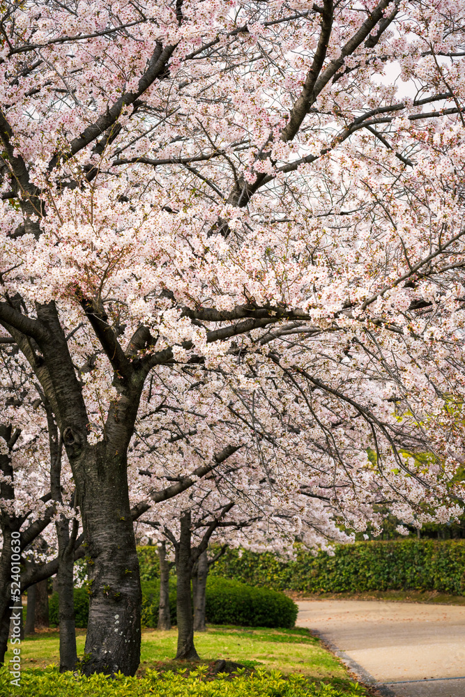 A vertical shot of cherry blossoms. A vertical shot of cherry blossoms.
