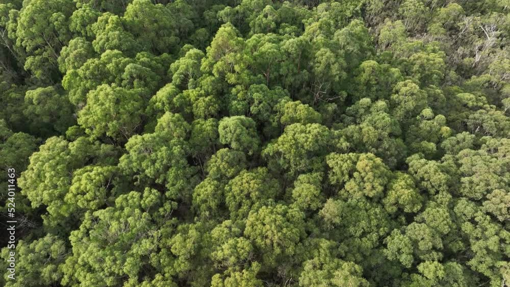 flying a farm surrounded by over a plantation of trees, in a forestry farm, in the bush in the mountains flying a farm surrounded by over a plantation of trees, in a forestry farm, in the bush in the mountains