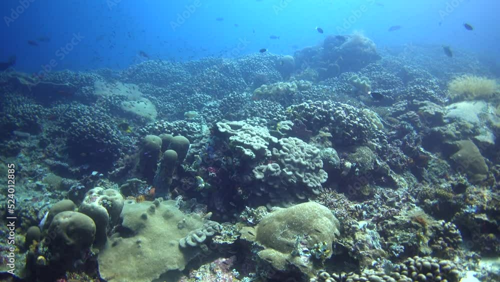Healthy hard coral reef with huge field of pavona clavus coral Healthy hard coral reef with huge field of pavona clavus coral