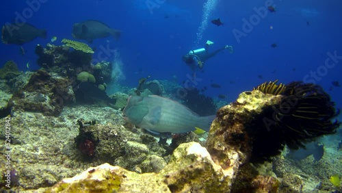 Wallpaper Mural Group of bumphead parrotfishes swimming over reef and diver behind Torontodigital.ca