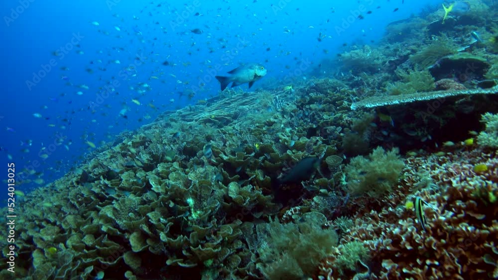 Healthy hard and soft coral reef with clouds of fishes over it Healthy hard and soft coral reef with clouds of fishes over it