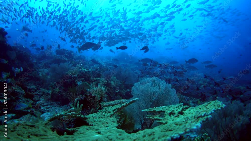 Healthy hard and soft coral reef with clouds of fishes over it Healthy hard and soft coral reef with clouds of fishes over it
