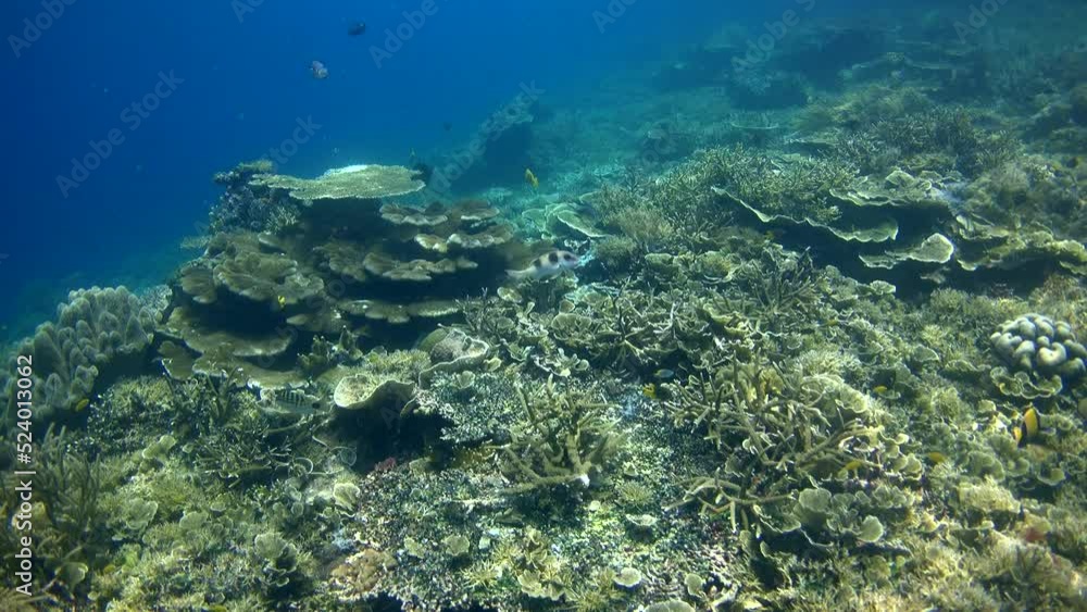 Healthy hard and soft coral reef with a few tropical fishes over it Healthy hard and soft coral reef with a few tropical fishes over it