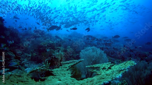 Wallpaper Mural Healthy hard and soft coral reef with clouds of fishes over it Torontodigital.ca