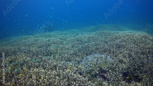 Huge field of healthy acropora coral with clouds of damselfishes over it photo