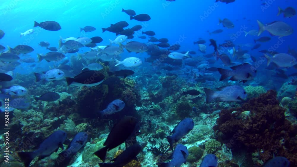 Healthy hard and soft coral reef with clouds of tropical fishes over it Healthy hard and soft coral reef with clouds of tropical fishes over it