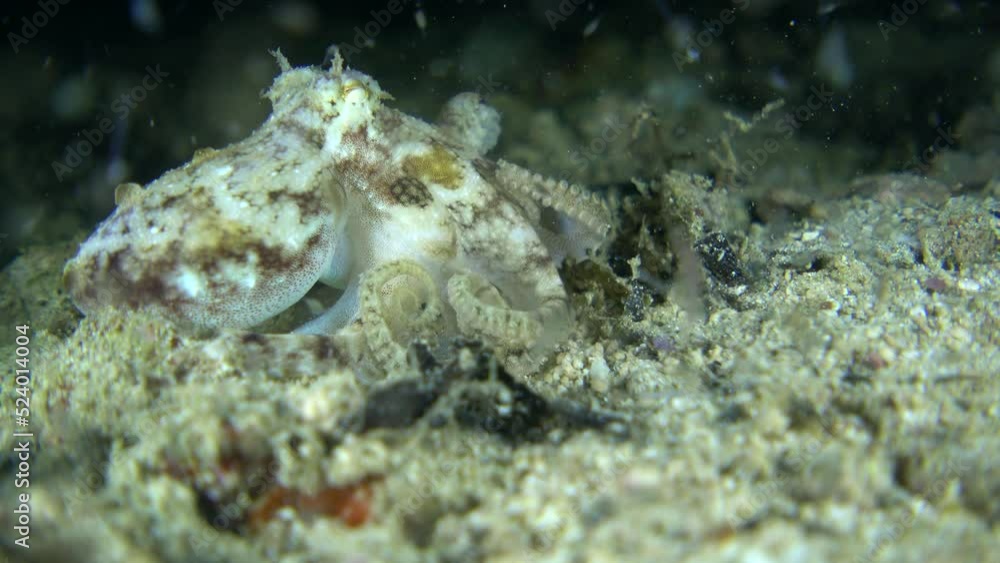 Tiny octopus moving over the sand trying to catch prey