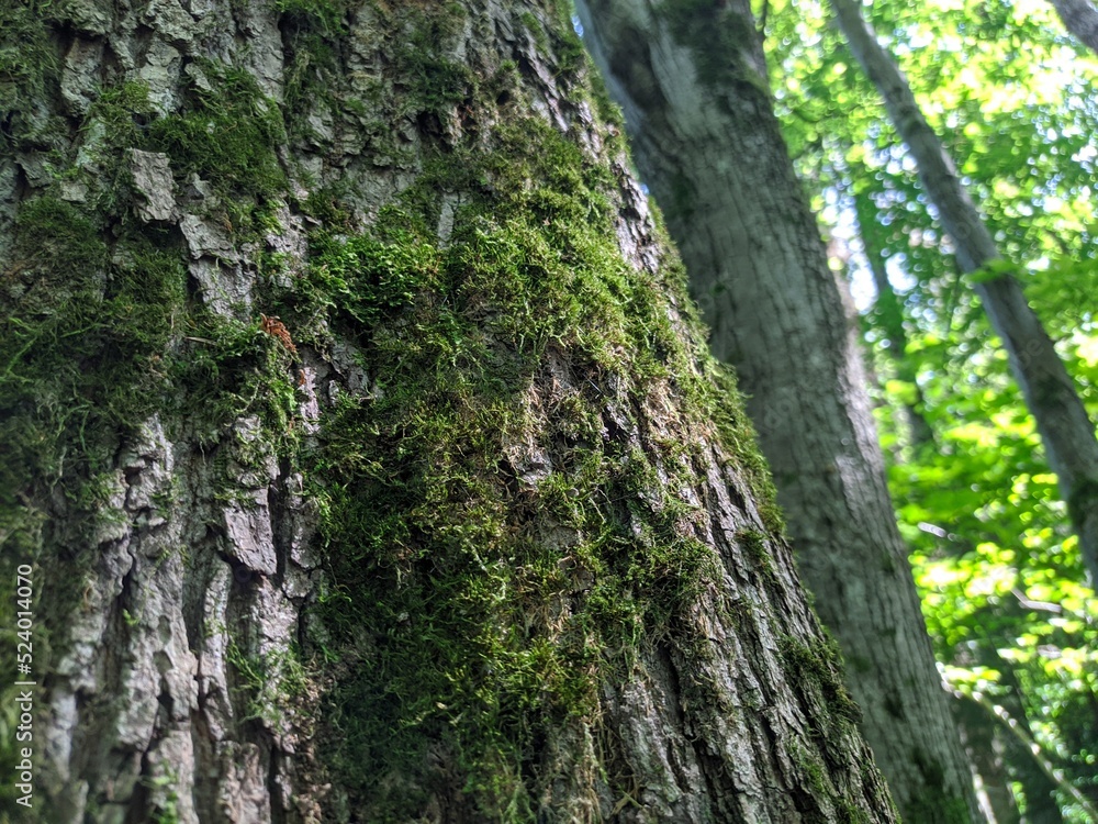 Tree close-up, bark moss, lichen, bark texture, forest Tree close-up, bark moss, lichen, bark texture, forest