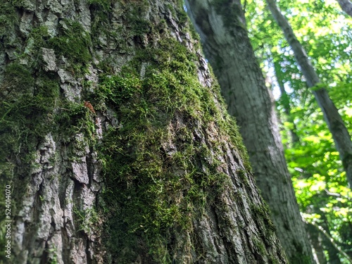 Tree close-up, bark moss, lichen, bark texture, forest